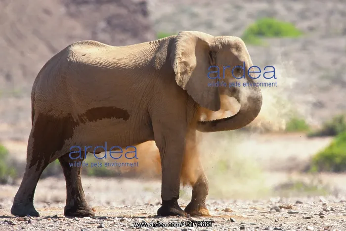 : African Elephant : African Elephant