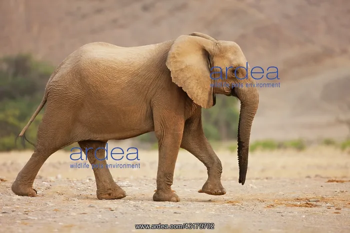 : African Elephant : African Elephant
