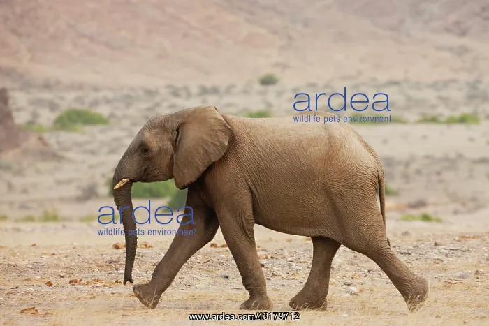 : African Elephant : African Elephant