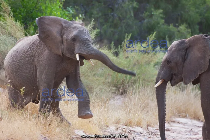 : African Elephant : African Elephant