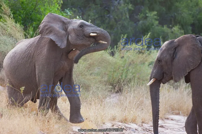 : African Elephant : African Elephant