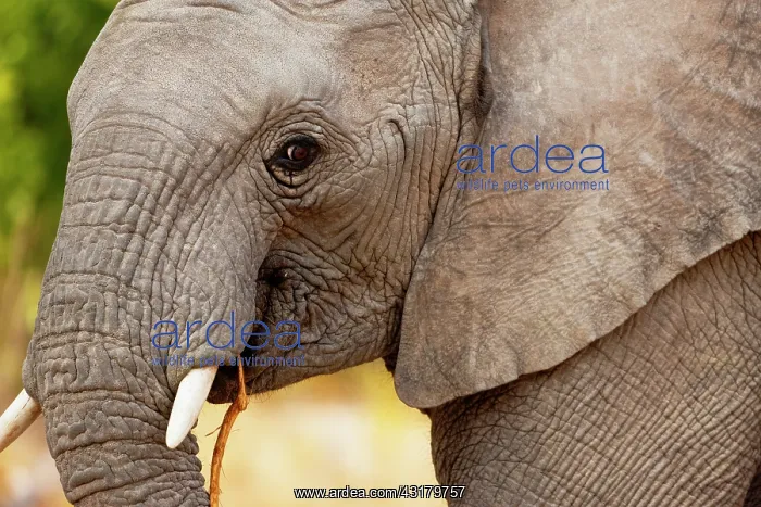 : African Elephant : African Elephant