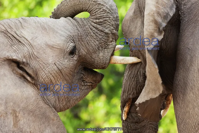 : African Elephant : African Elephant