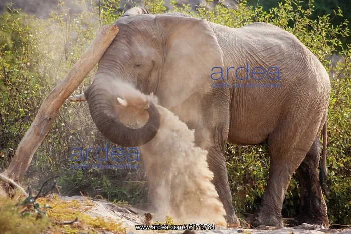 : African Elephant : African Elephant