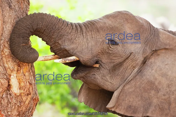  : African Elephant