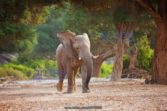 : African Elephant : African Elephant