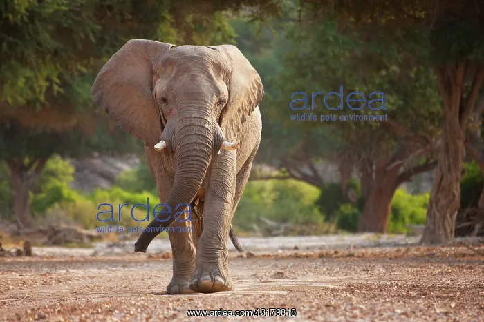 : African Elephant : African Elephant