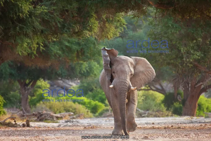 : African Elephant : African Elephant