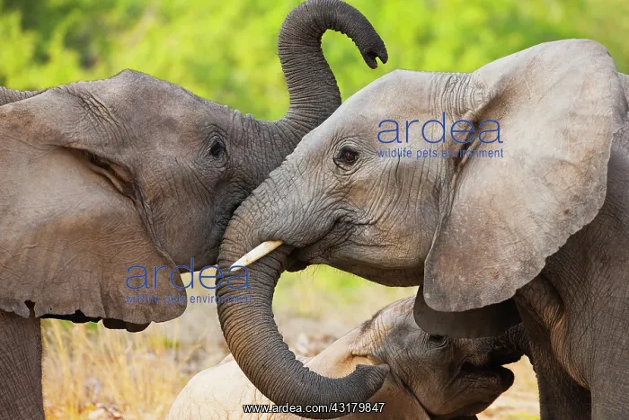 : African Elephant : African Elephant