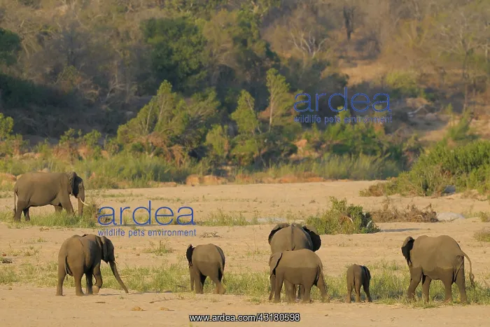 : African Elephant : African Elephant
