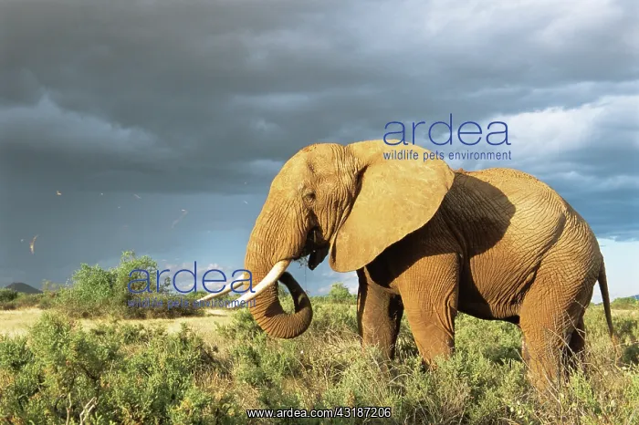: African Elephant : African Elephant