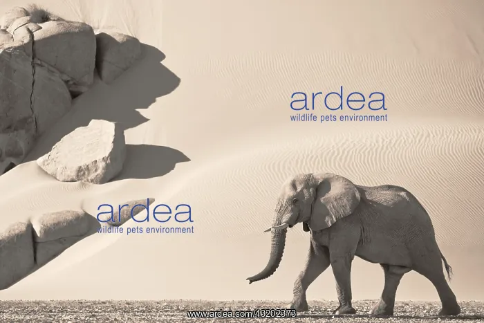 : African Elephant : African Elephant