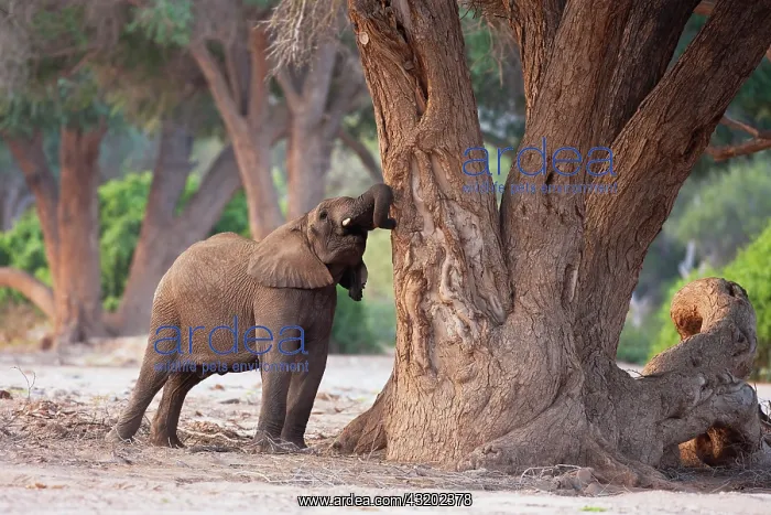 : African Elephant : African Elephant