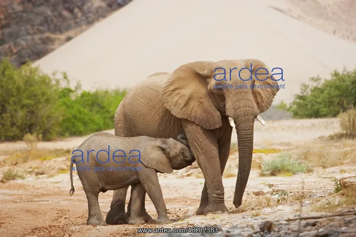 : African Elephant : African Elephant