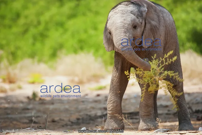 : African Elephant : African Elephant