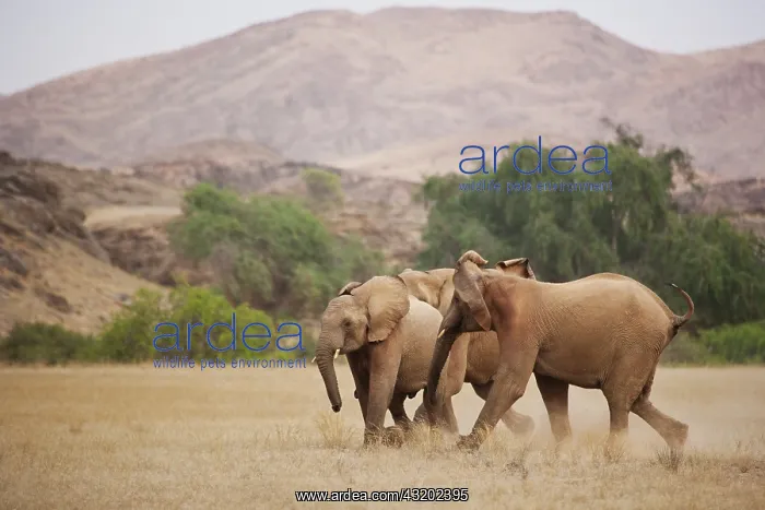 : African Elephant : African Elephant