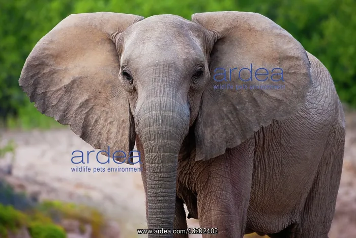 : African Elephant : African Elephant