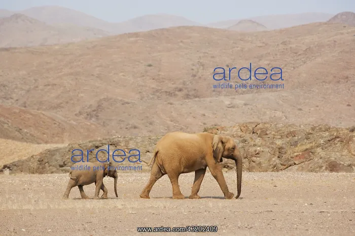 : African Elephant : African Elephant