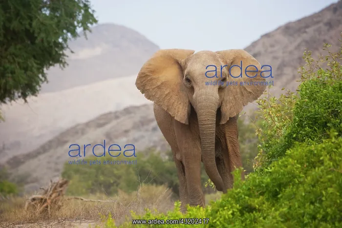 : African Elephant : African Elephant
