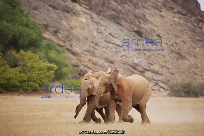 : African Elephant : African Elephant