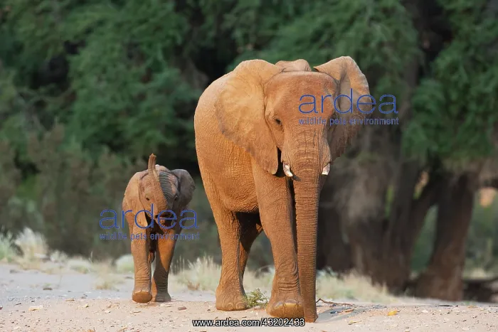 : African Elephant : African Elephant