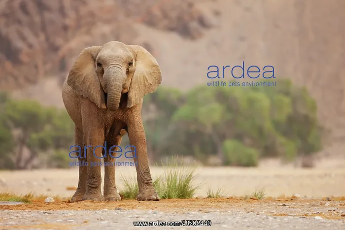 : African Elephant : African Elephant