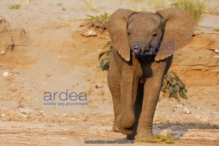 : African Elephant : African Elephant