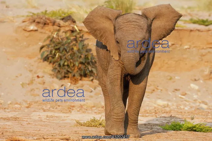 : African Elephant : African Elephant