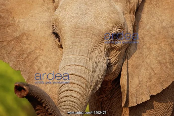 : African Elephant : African Elephant