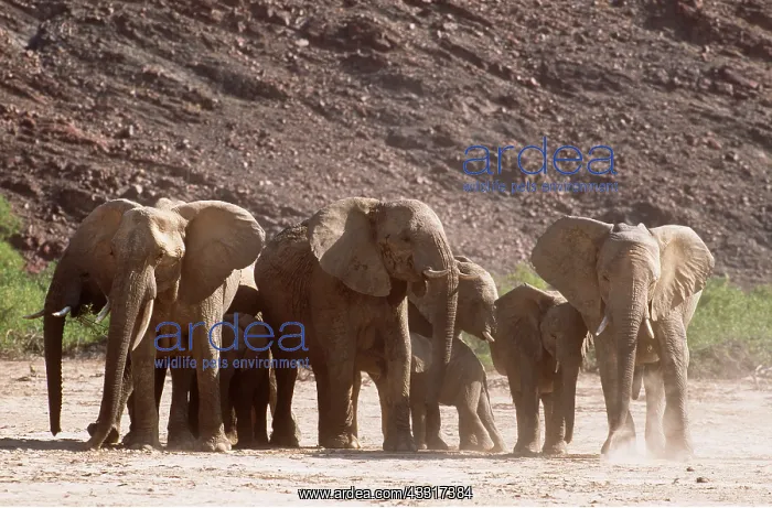 : AFRICAN ELEPHANT : AFRICAN ELEPHANT