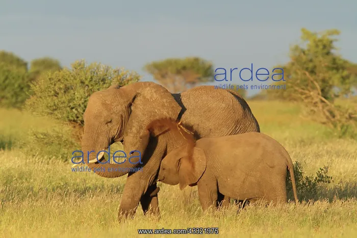 : African Elephant : African Elephant