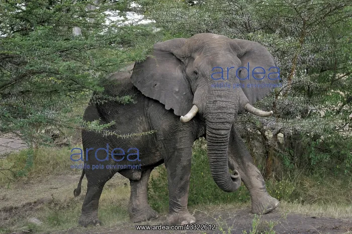 : African Elephant : African Elephant