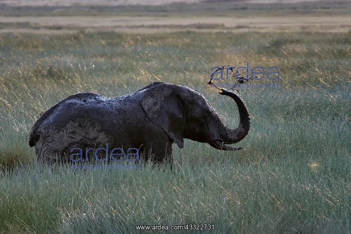 : African Elephant : African Elephant