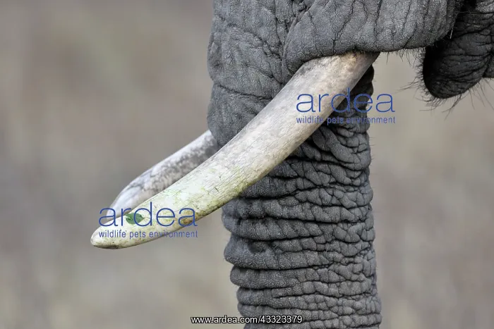: African Elephant : African Elephant