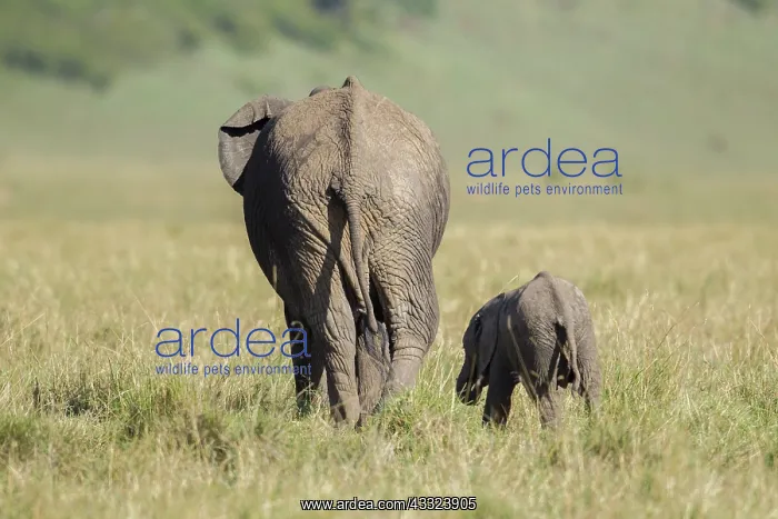 : African Elephant : African Elephant