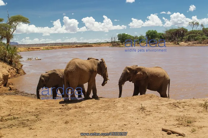 : African Elephant : African Elephant