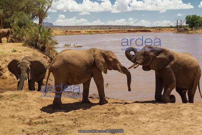 : African Elephant : African Elephant