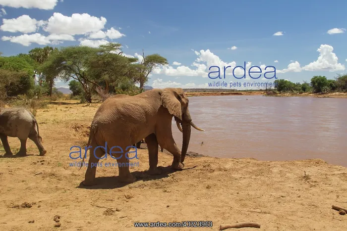 : African Elephant : African Elephant