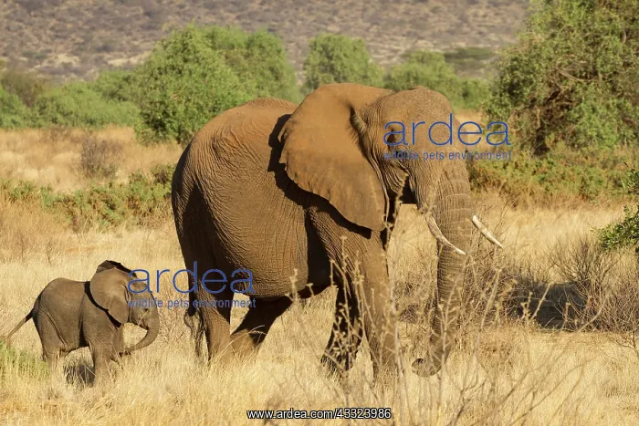: African Elephant : African Elephant