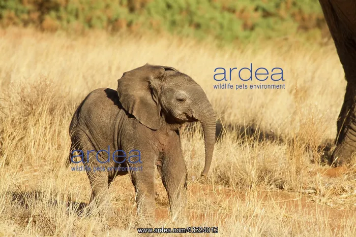 : African Elephant : African Elephant