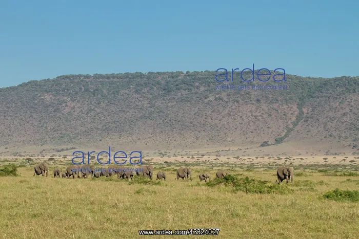 : African Elephant : African Elephant