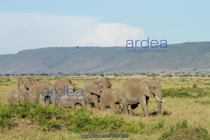 : African Elephant : African Elephant