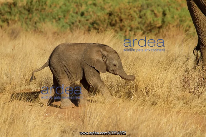 : African Elephant : African Elephant