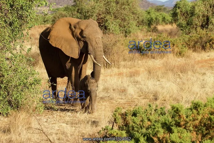 : African Elephant : African Elephant