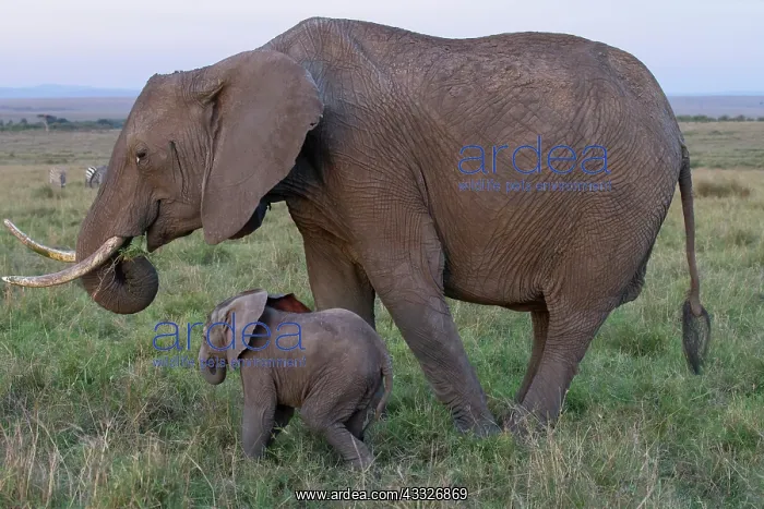: African Elephant : African Elephant