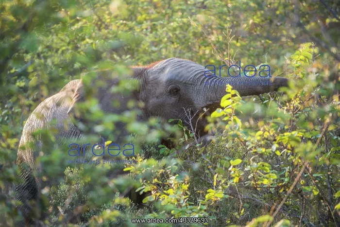 : African Elephant : African Elephant