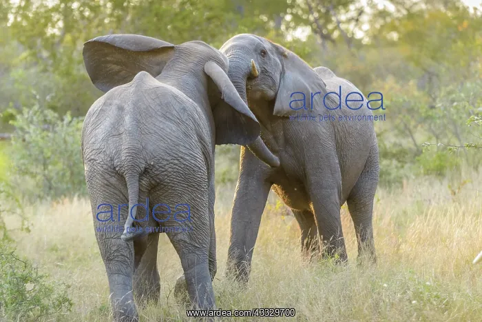 : African Elephant : African Elephant