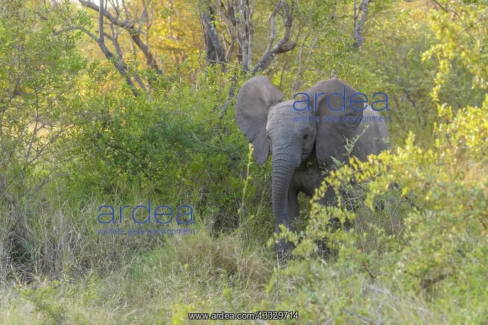 : African Elephant : African Elephant