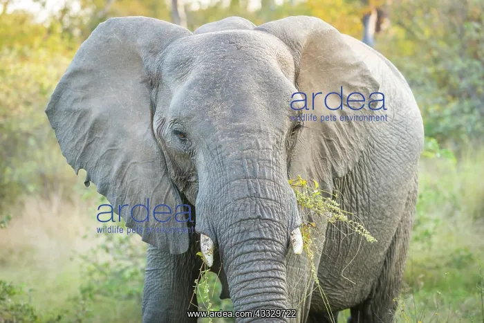 : African Elephant : African Elephant