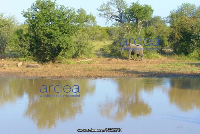 : African Elephant : African Elephant